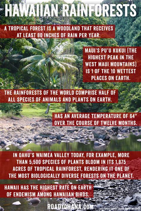 what rainforests in hawaii are similar to